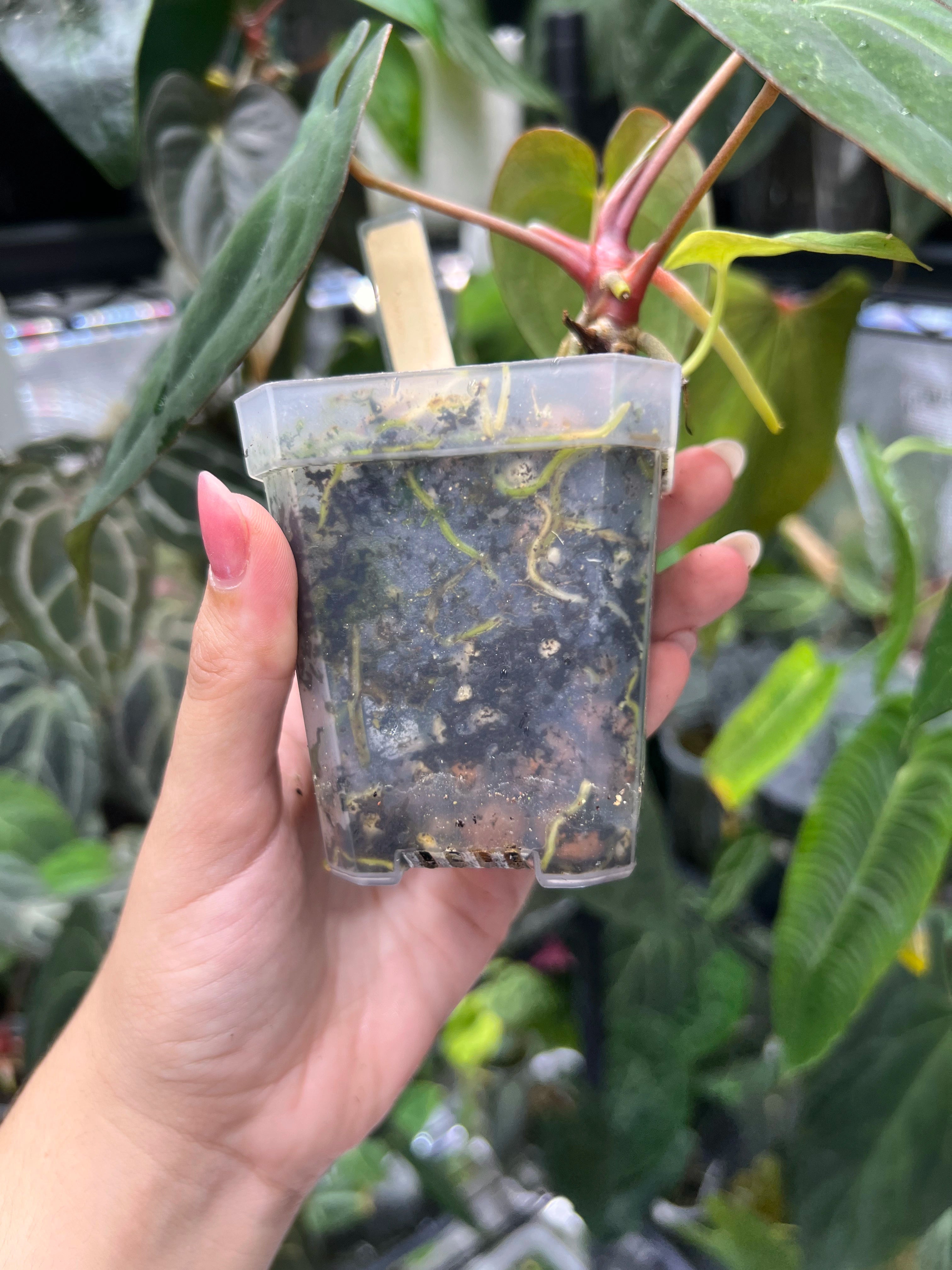 Anthurium Dark phoenix S1 x (antolakii round x RA1)