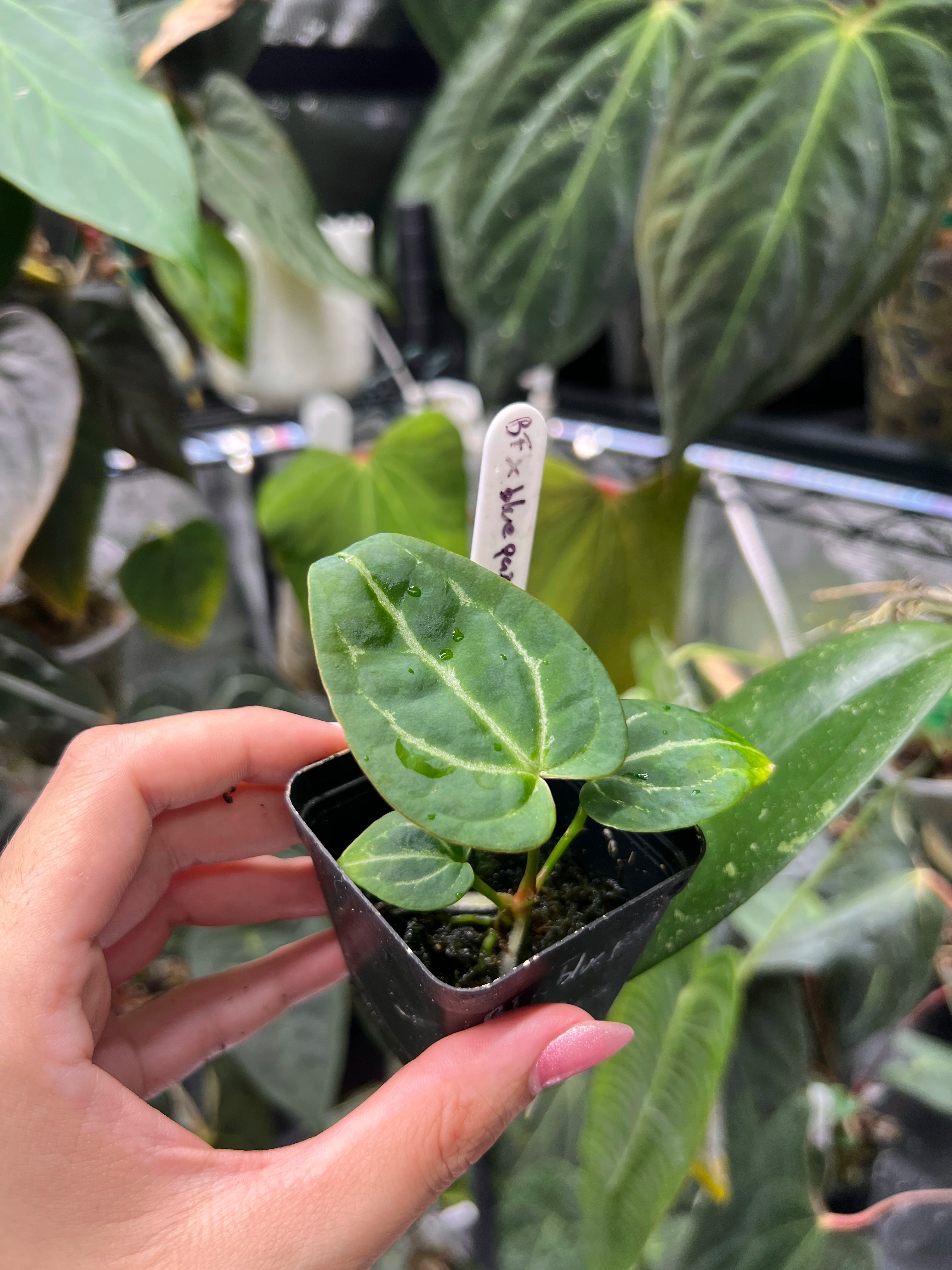 Anthurium Bigfoot x blue papillilaminum x papillilaminum ecua