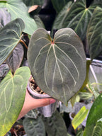 Anthurium King of Spades