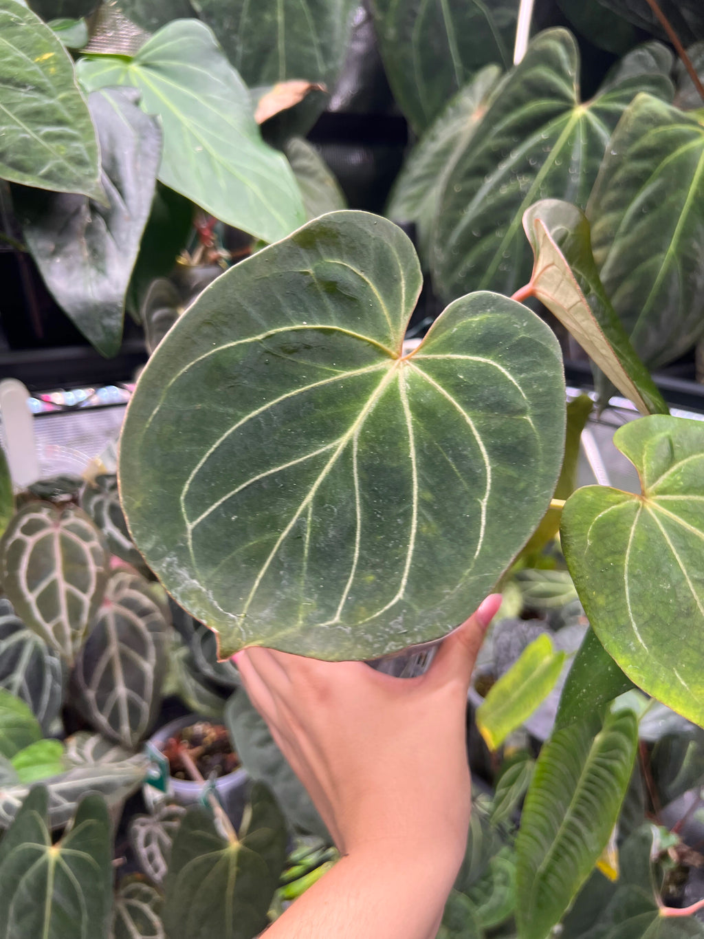 Anthurium King of Spades