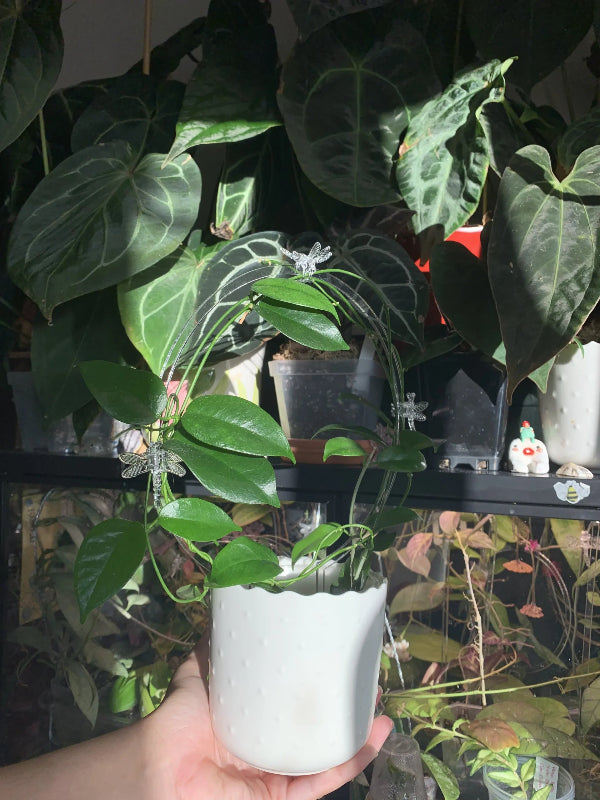 Dragonfly Clips image 3