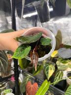 Anthurium carlablackiae x Fort Sherman