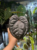 Anthurium Red Crystallinum x luxurians
