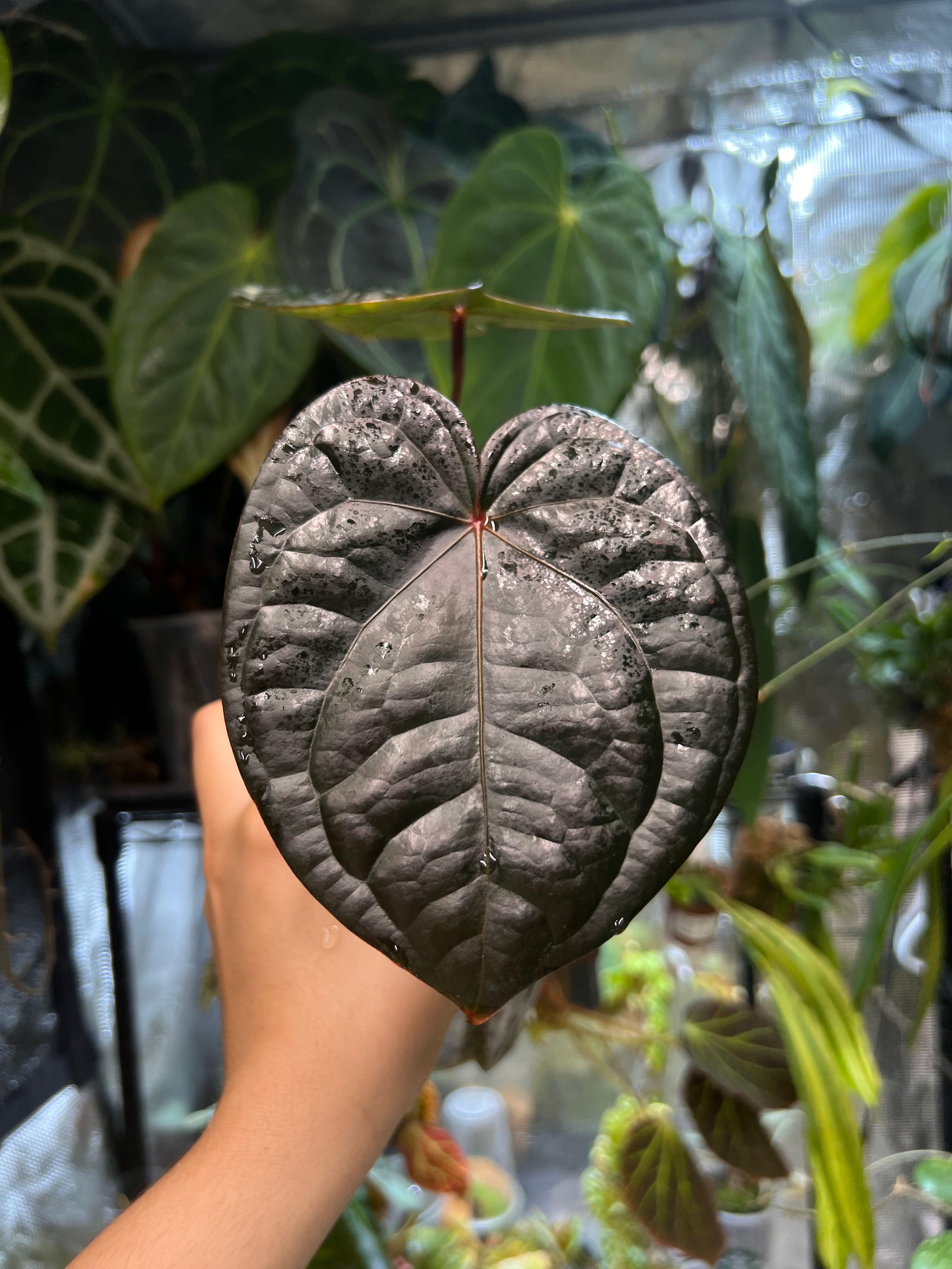 Anthurium Red Crystallinum x luxurians