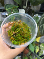 Anthurium Crystallinum silver aurea variegated