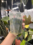 Anthurium carlablackiae x Fort Sherman