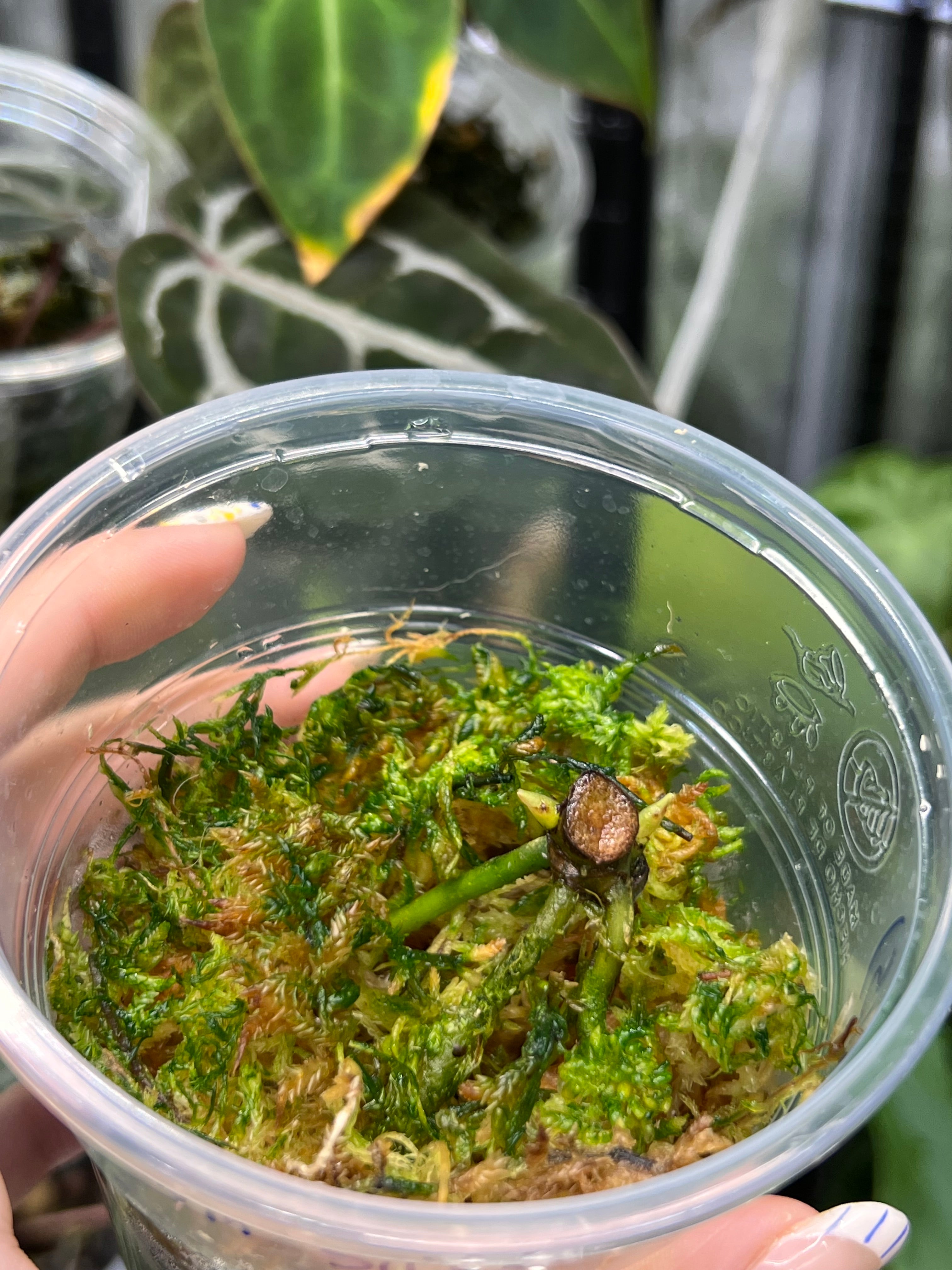 Anthurium Crystallinum silver aurea variegated