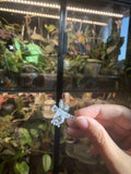 Dragonfly Clips image 1