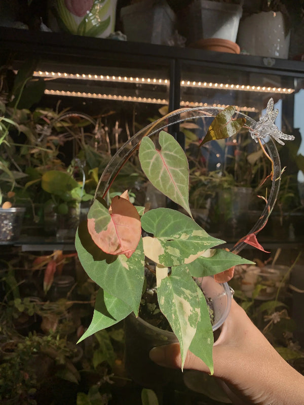 Dragonfly Clips image 4