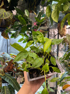 Anthurium scandens x self