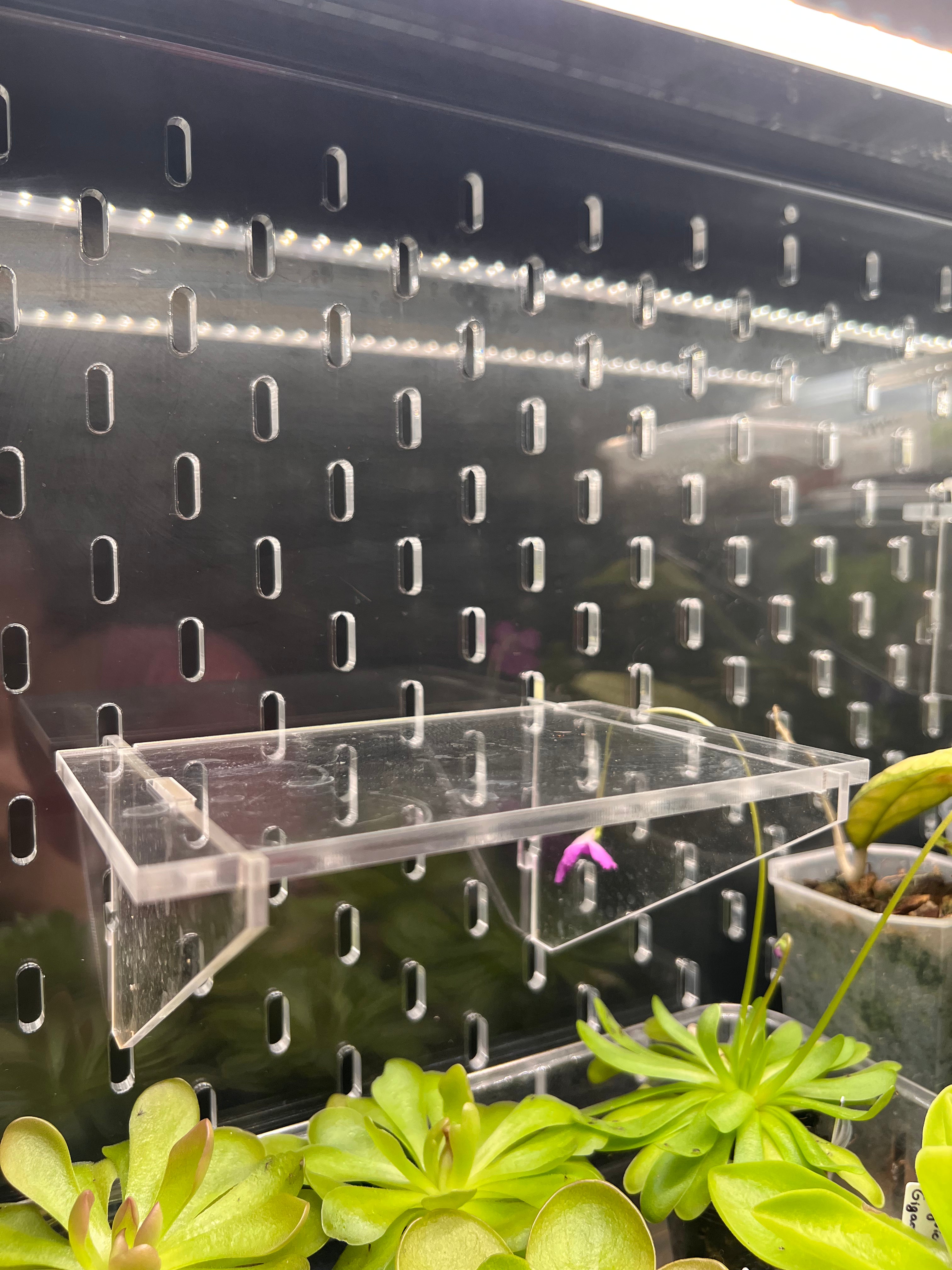 Clear acrylic shelf on a pegboard with plants below