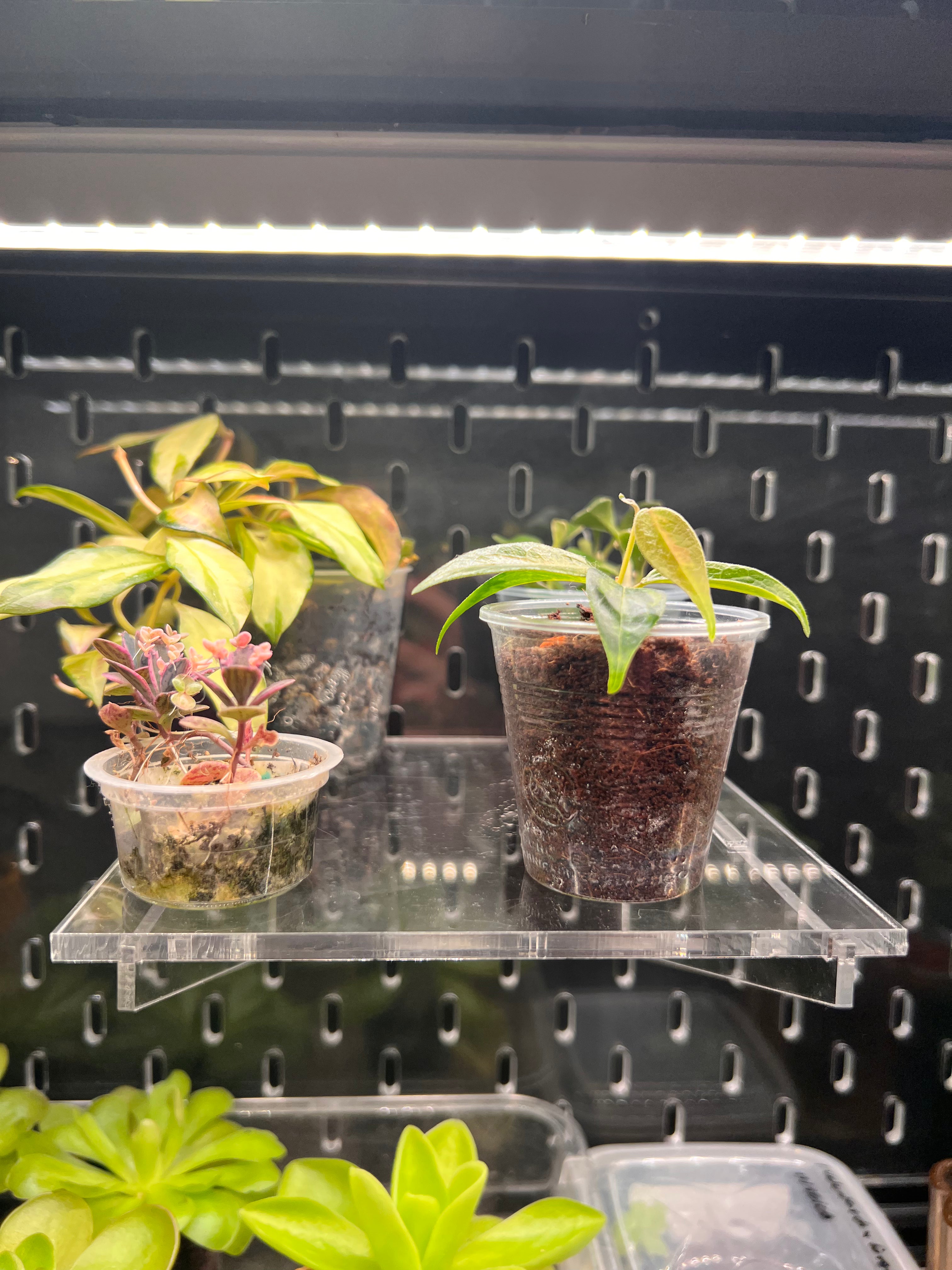 Small potted plants on a clear acrylic shelf with a black pegboard background