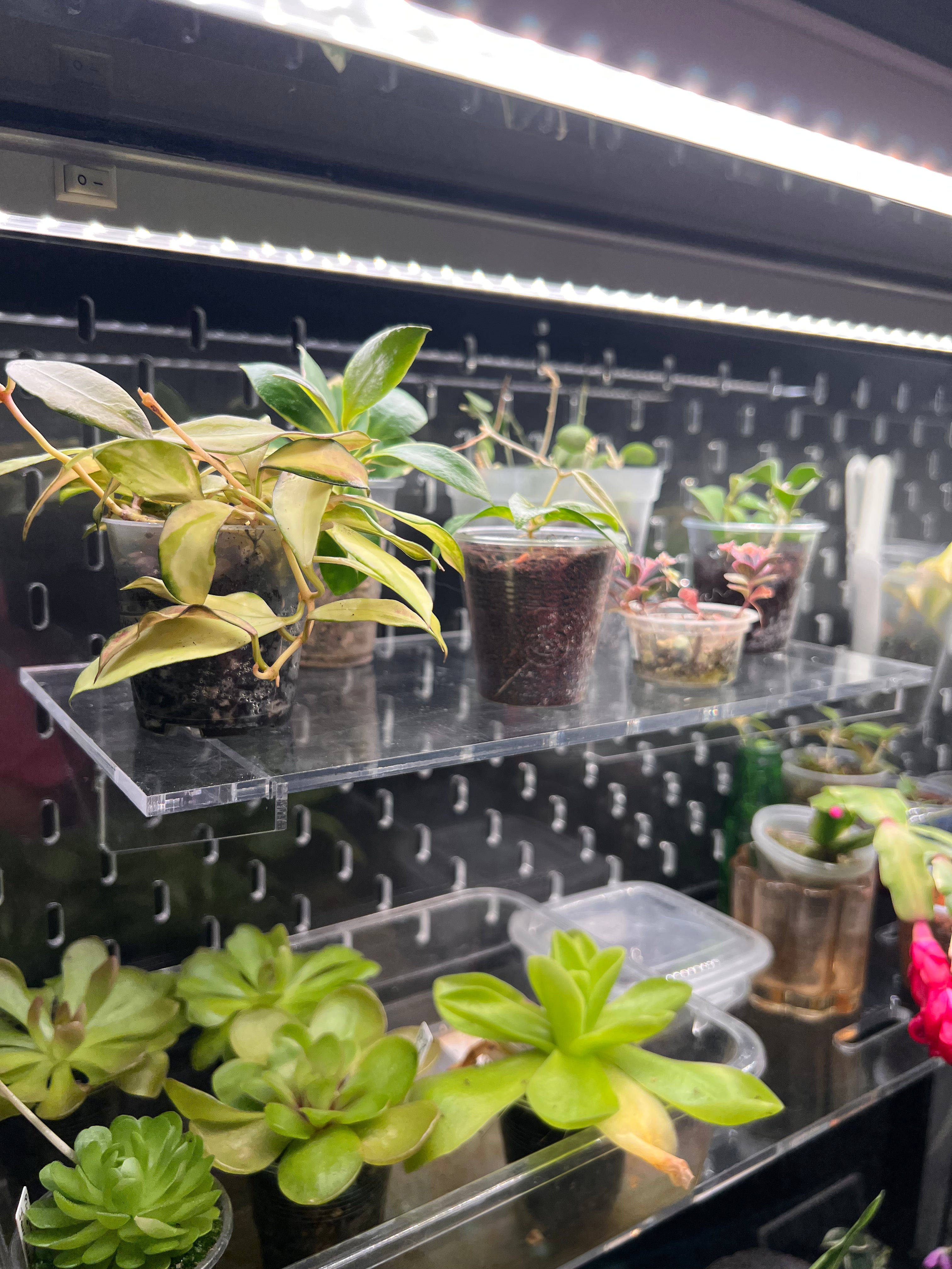 Plants in pots on an acrylic shelf under artificial lighting