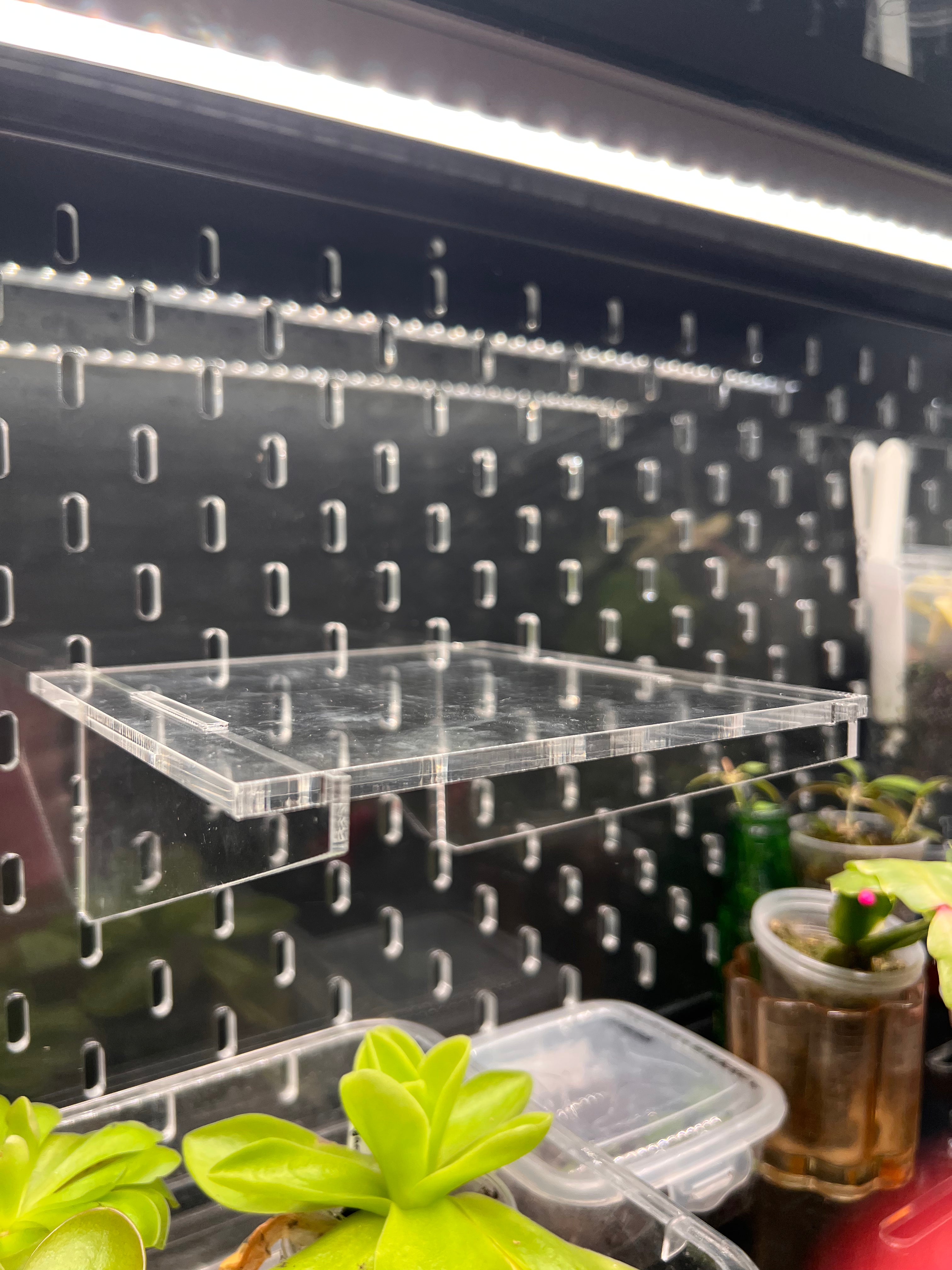 Clear acrylic shelf against a pegboard wall with plants in the foreground