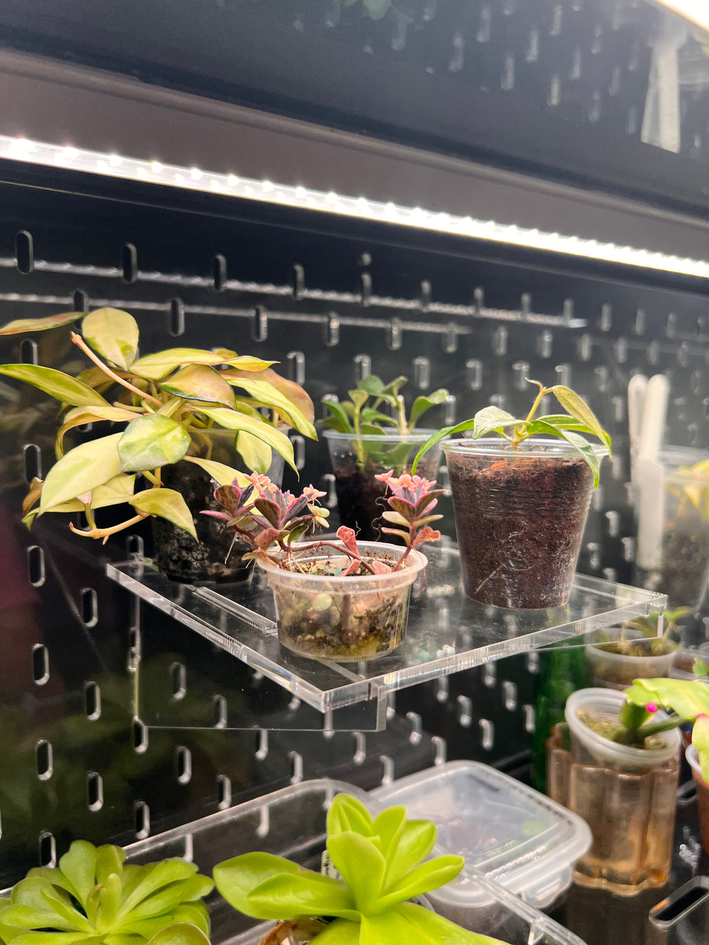 Small plants in pots on a clear acrylic shelf with a pegboard background