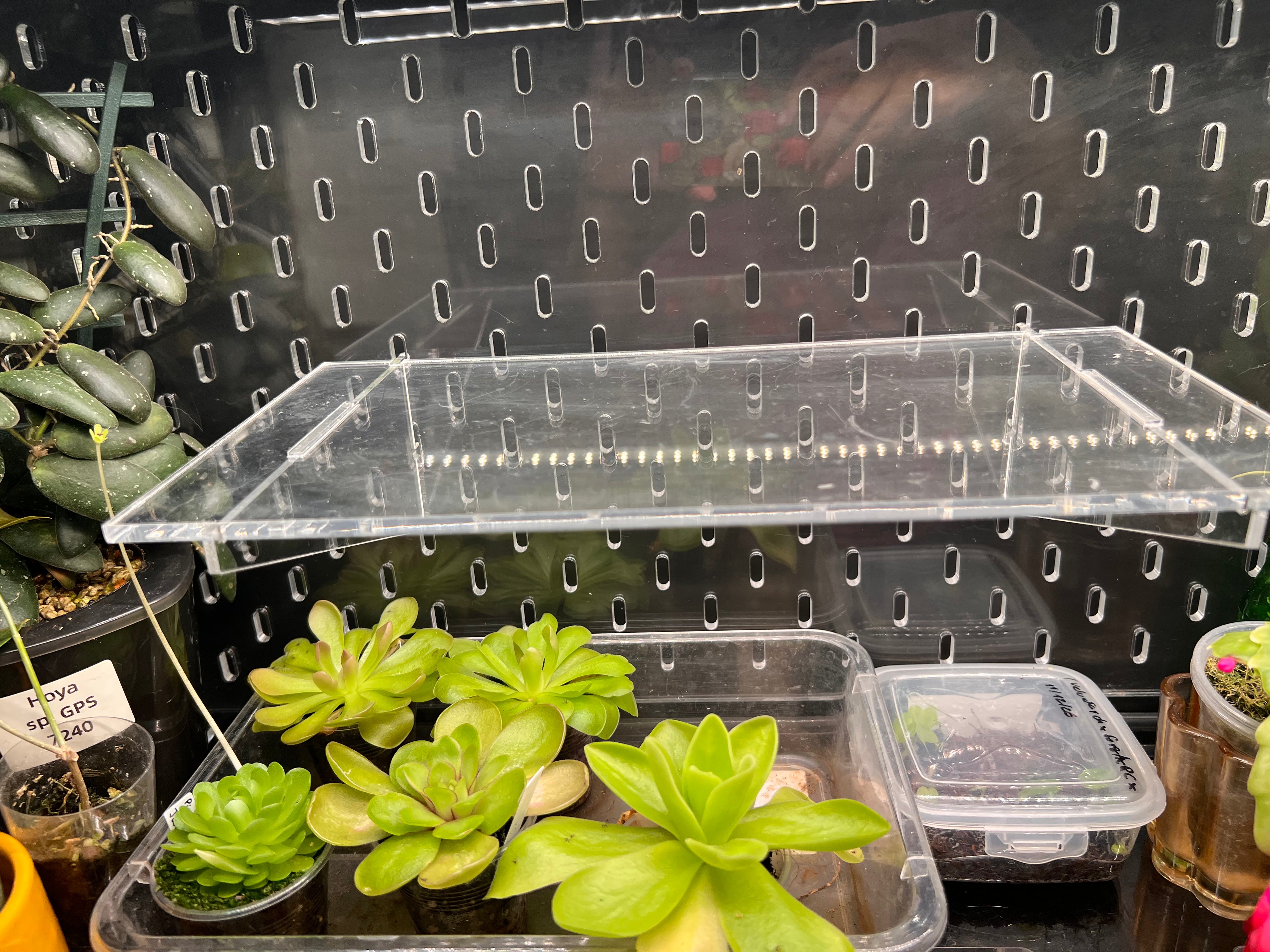 Clear acrylic shelf on a pegboard with plants underneath it 