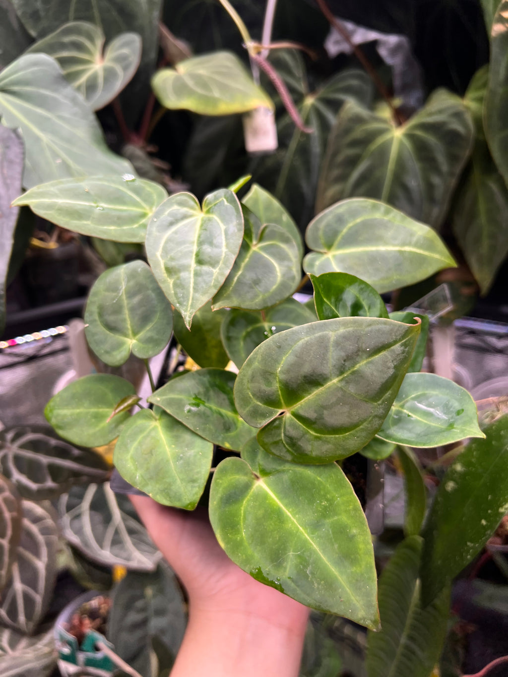 Anthurium (Veluntarch x forgetii) x Red Crystallinum x