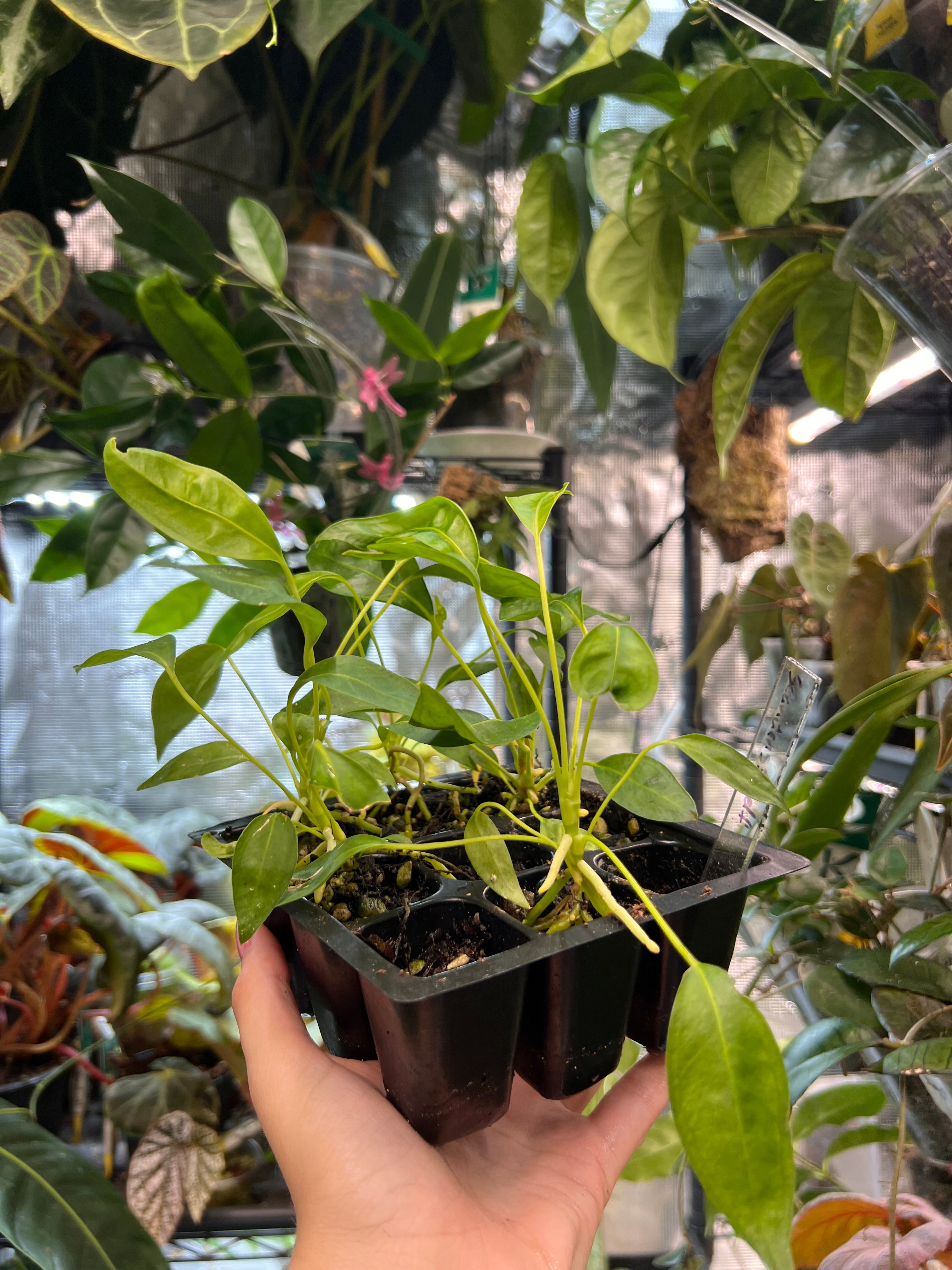 Anthurium scandens x self