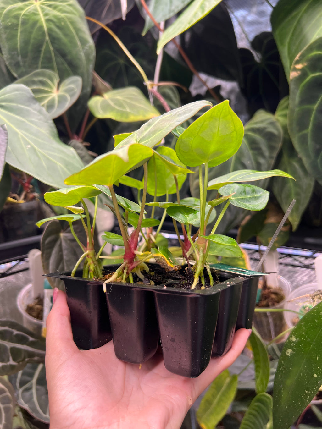 Anthurium (Veluntarch x forgetii) x Red Crystallinum x