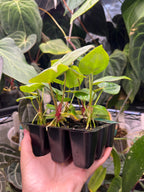 Anthurium (Veluntarch x forgetii) x Red Crystallinum x