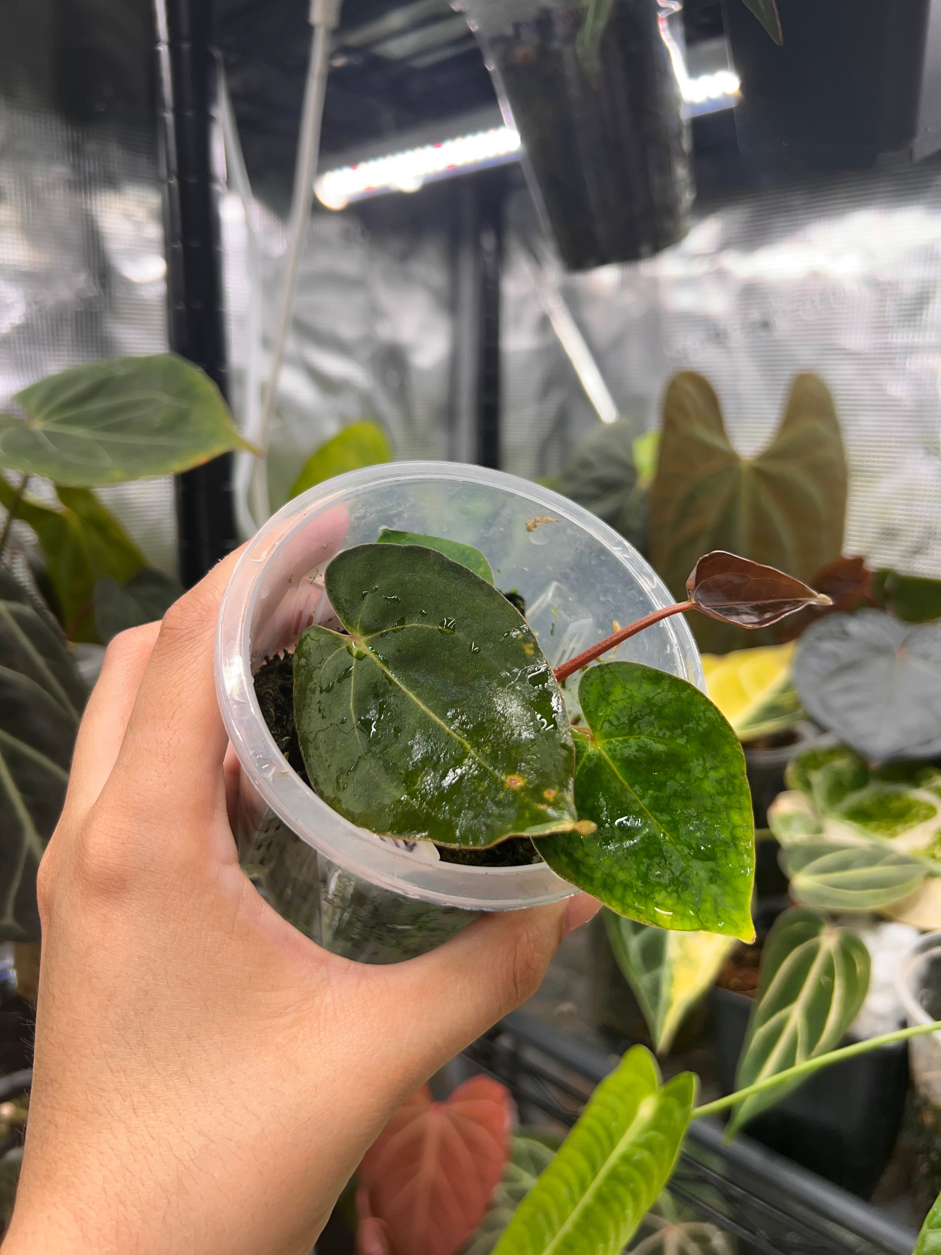 Anthurium carlablackiae x Fort Sherman