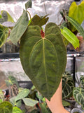 Anthurium (papillilaminum x RLFS) x Midnight Velvet Long Bullet