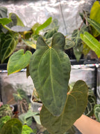 Anthurium (papillilaminum x RLFS) x Midnight Velvet Long Bullet