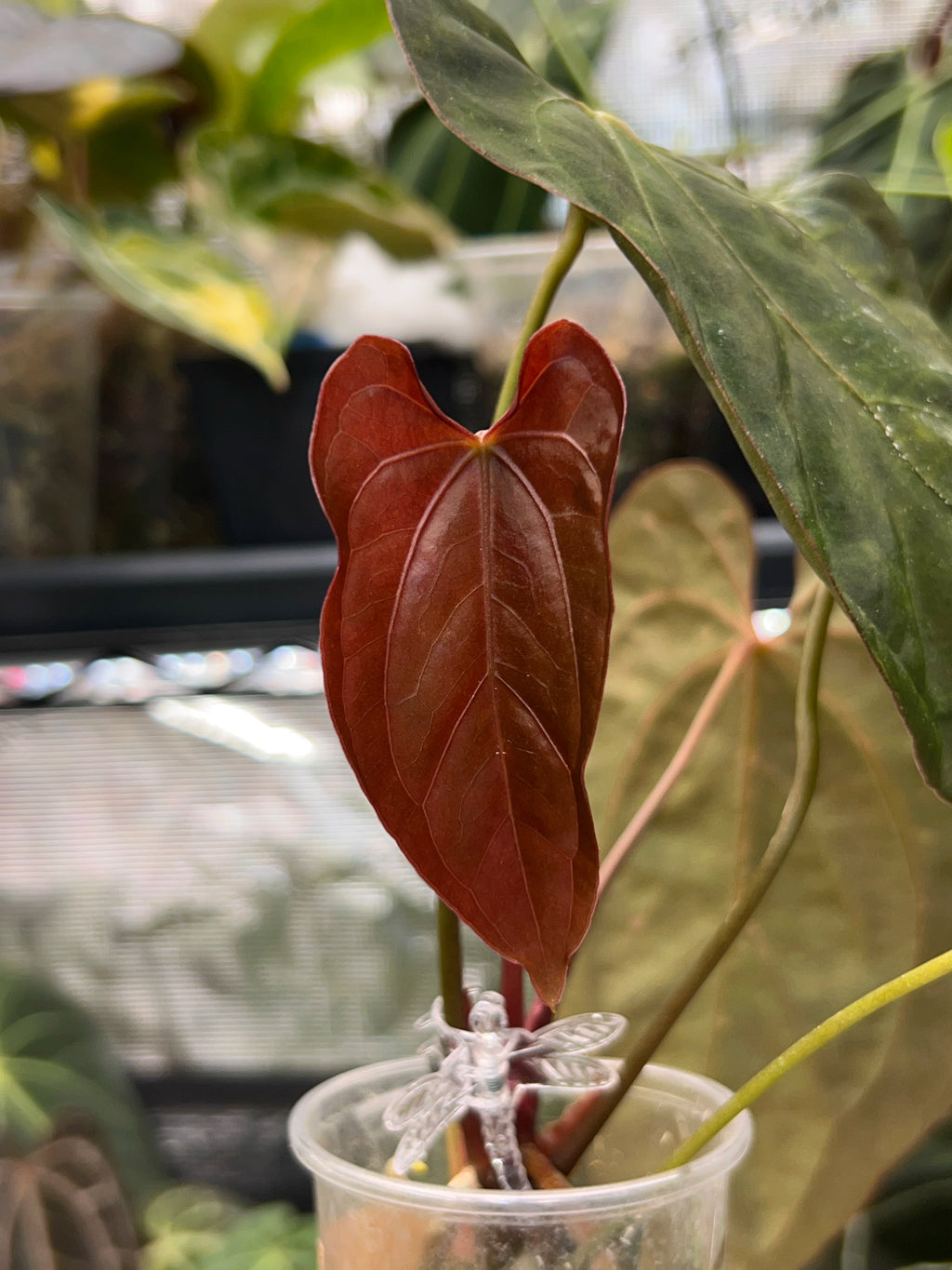 Anthurium (papillilaminum x RLFS) x Midnight Velvet Long Bullet