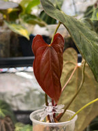Anthurium (papillilaminum x RLFS) x Midnight Velvet Long Bullet