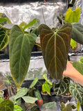 Anthurium Mr WW x papi Daniel
