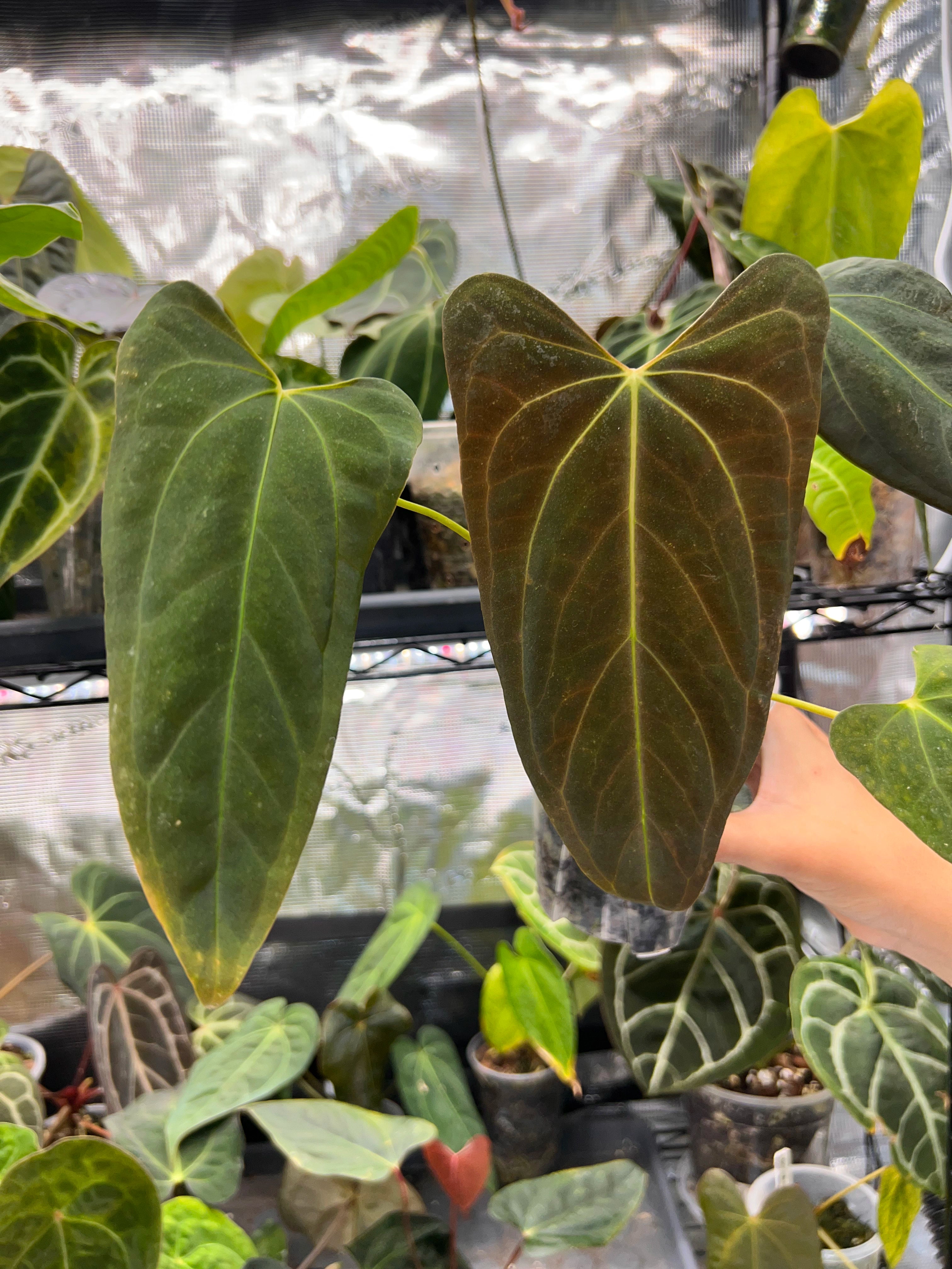 Anthurium Mr WW x papi Daniel