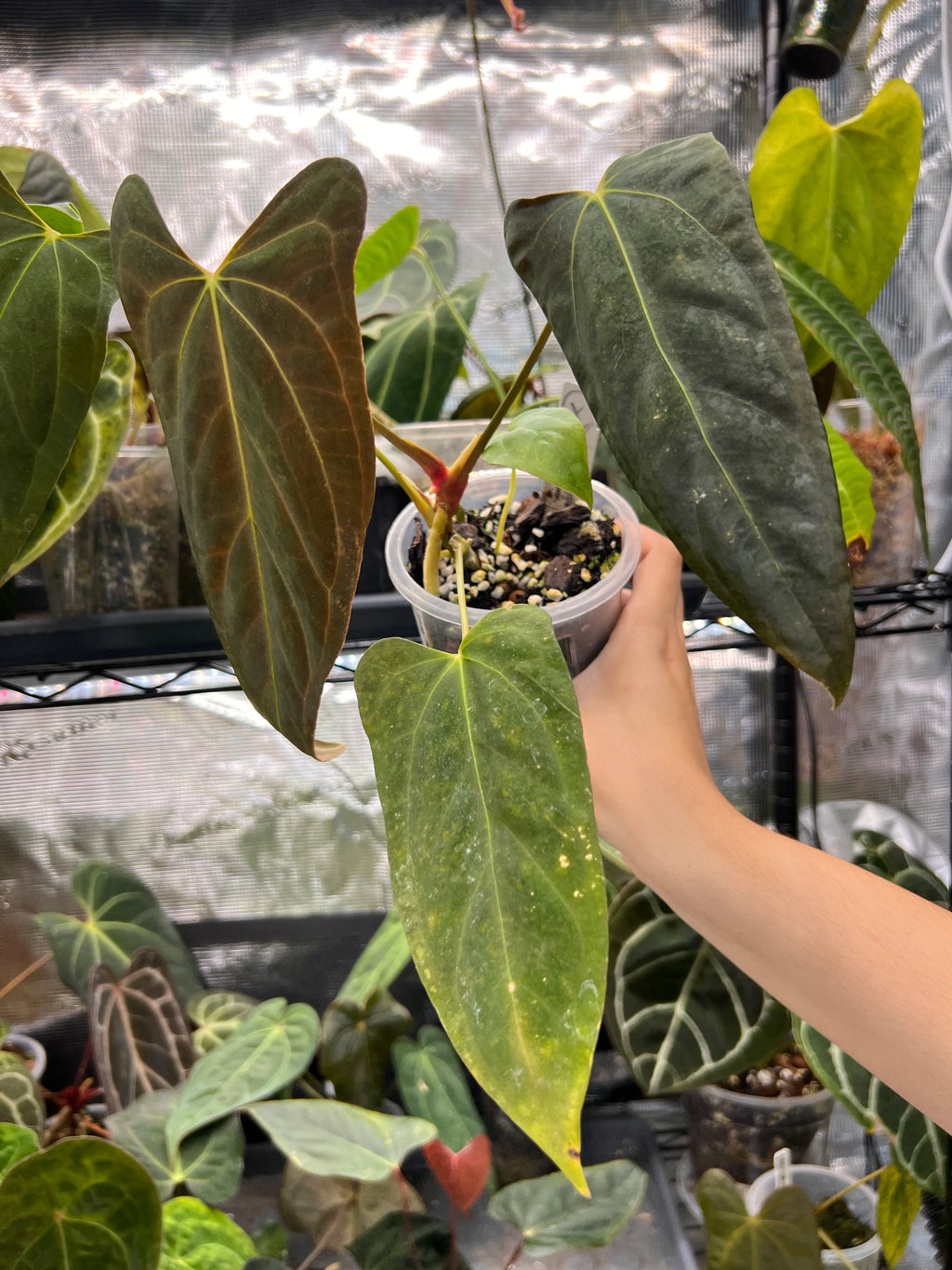 Anthurium Mr WW x papi Daniel