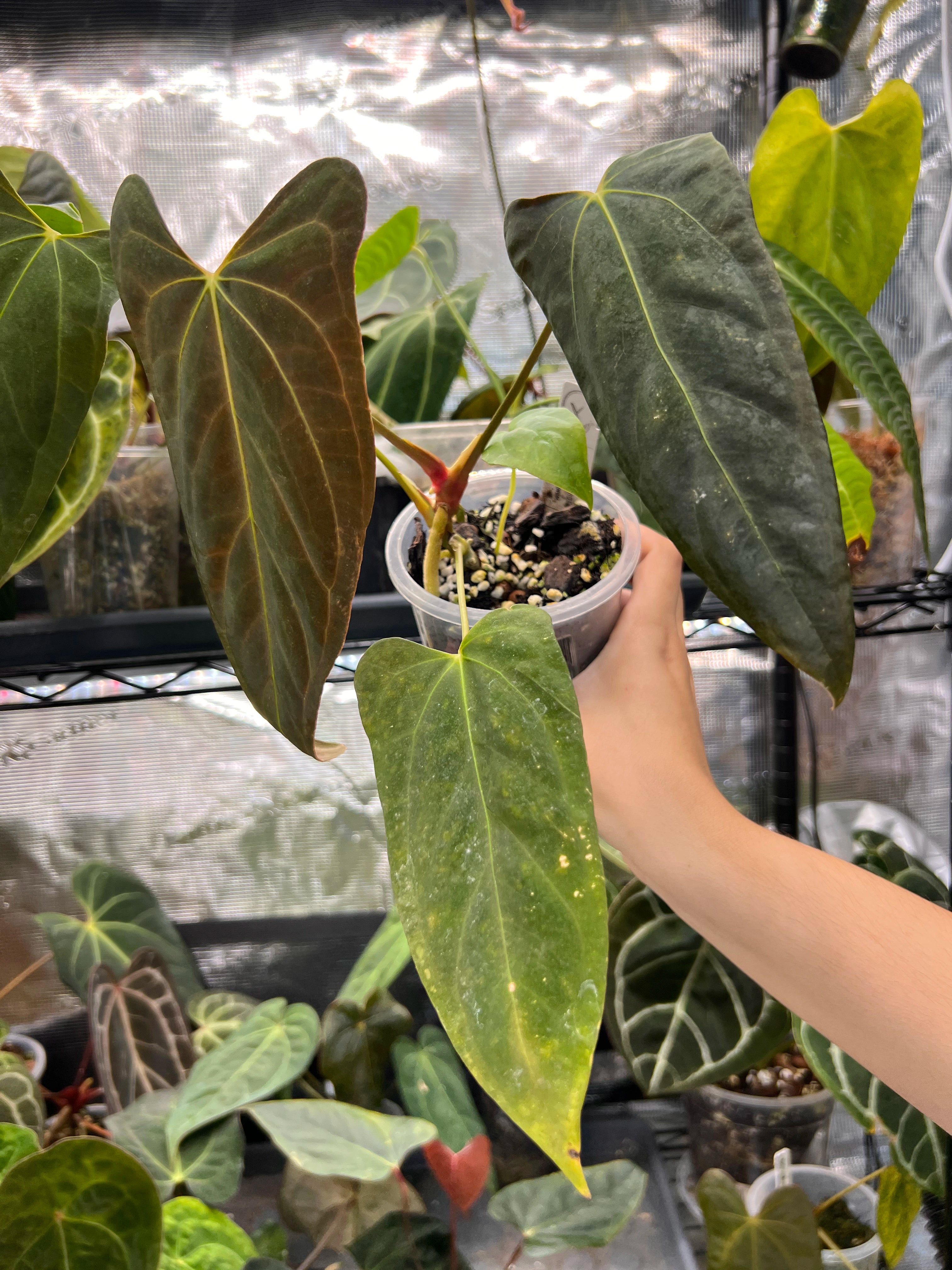 Anthurium Mr WW x papi Daniel