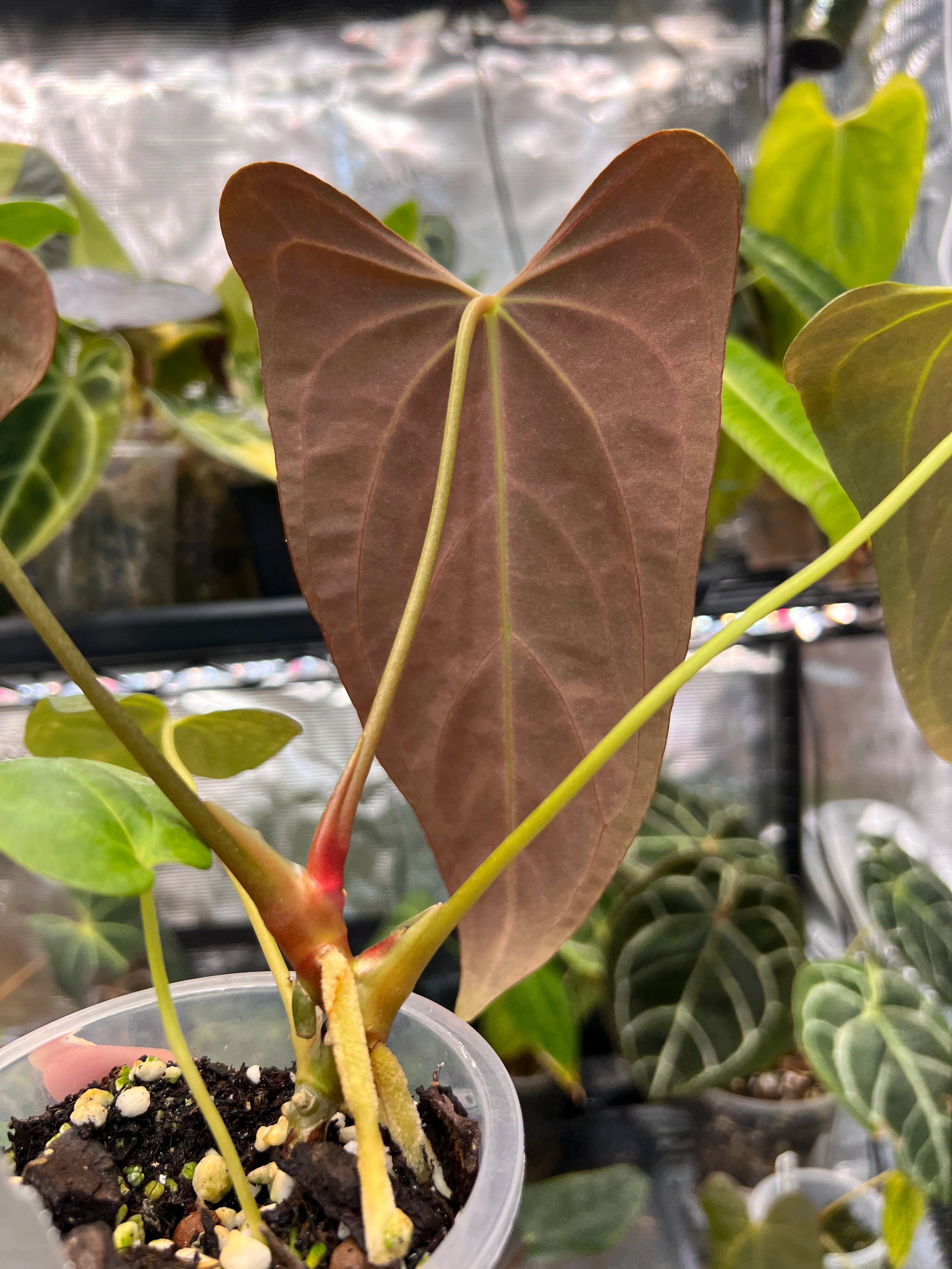 Anthurium Mr WW x papi Daniel