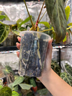 Anthurium Mr WW x papi Daniel