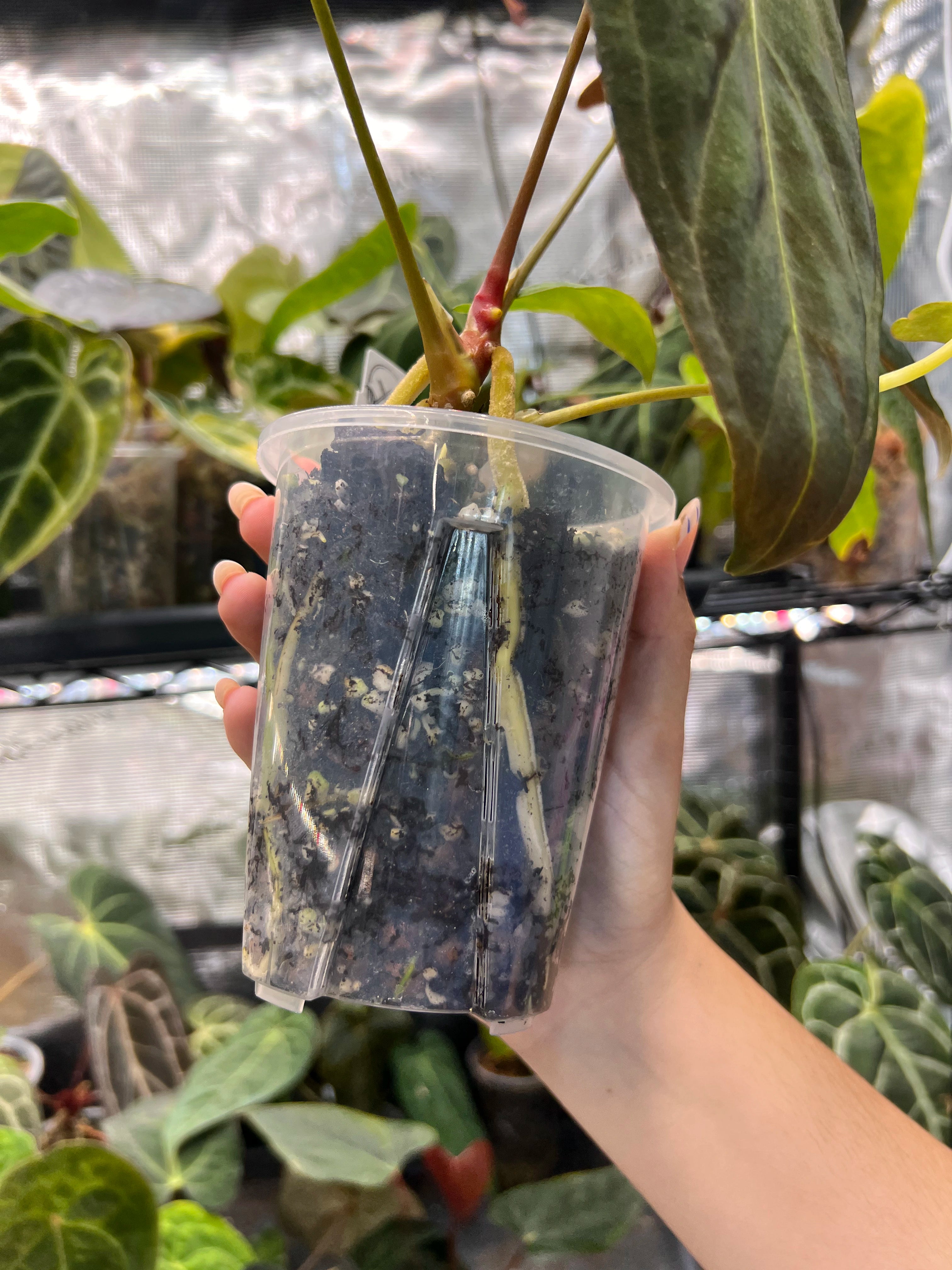 Anthurium Mr WW x papi Daniel