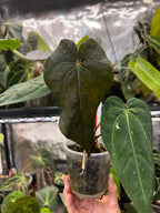 Anthurium (dresseri x carla) × BVEP x 'Savannah' (Greige x Doc Block F2)