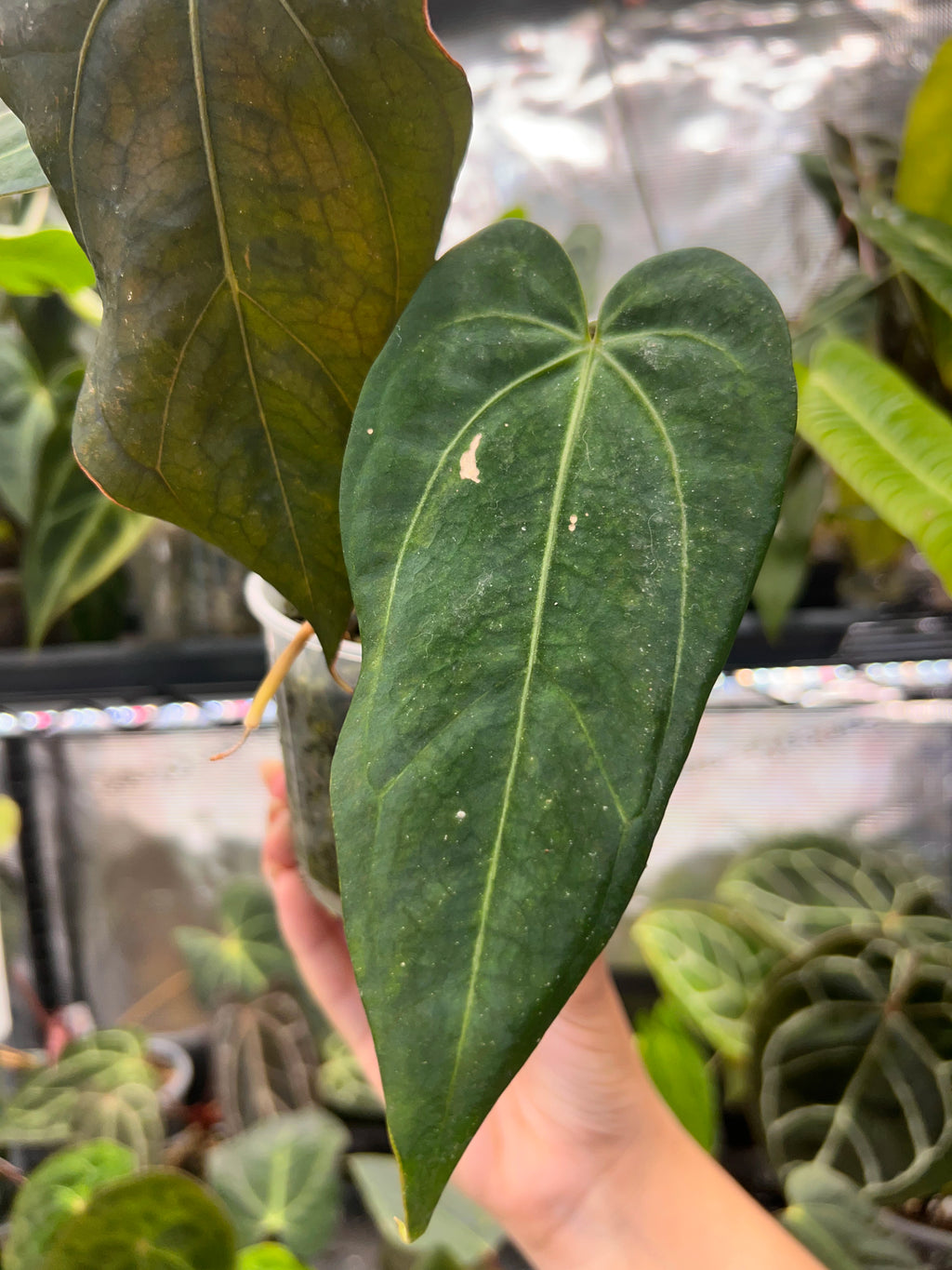 Anthurium (dresseri x carla) × BVEP x 'Savannah' (Greige x Doc Block F2)