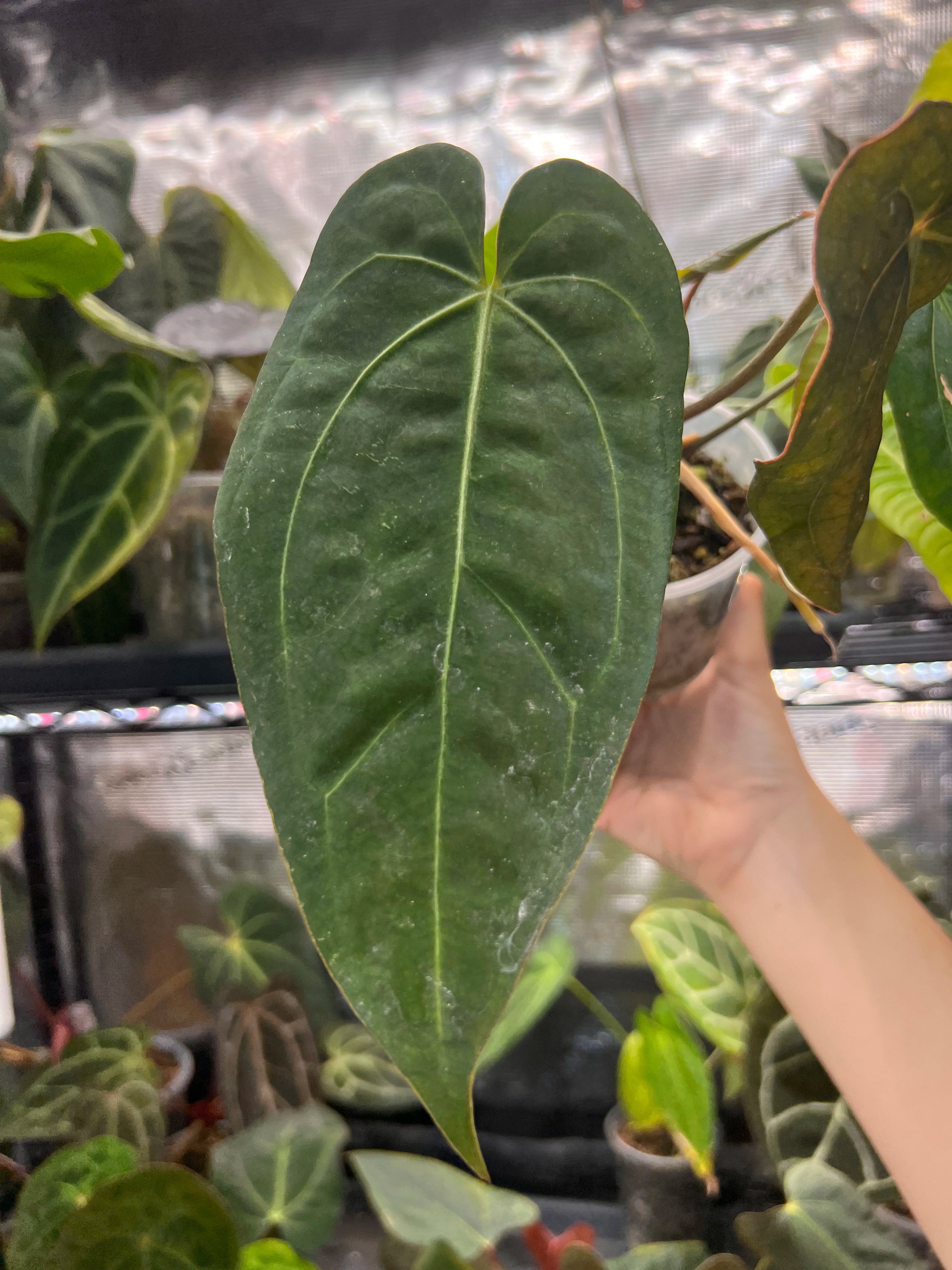Anthurium (dresseri x carla) × BVEP x 'Savannah' (Greige x Doc Block F2)