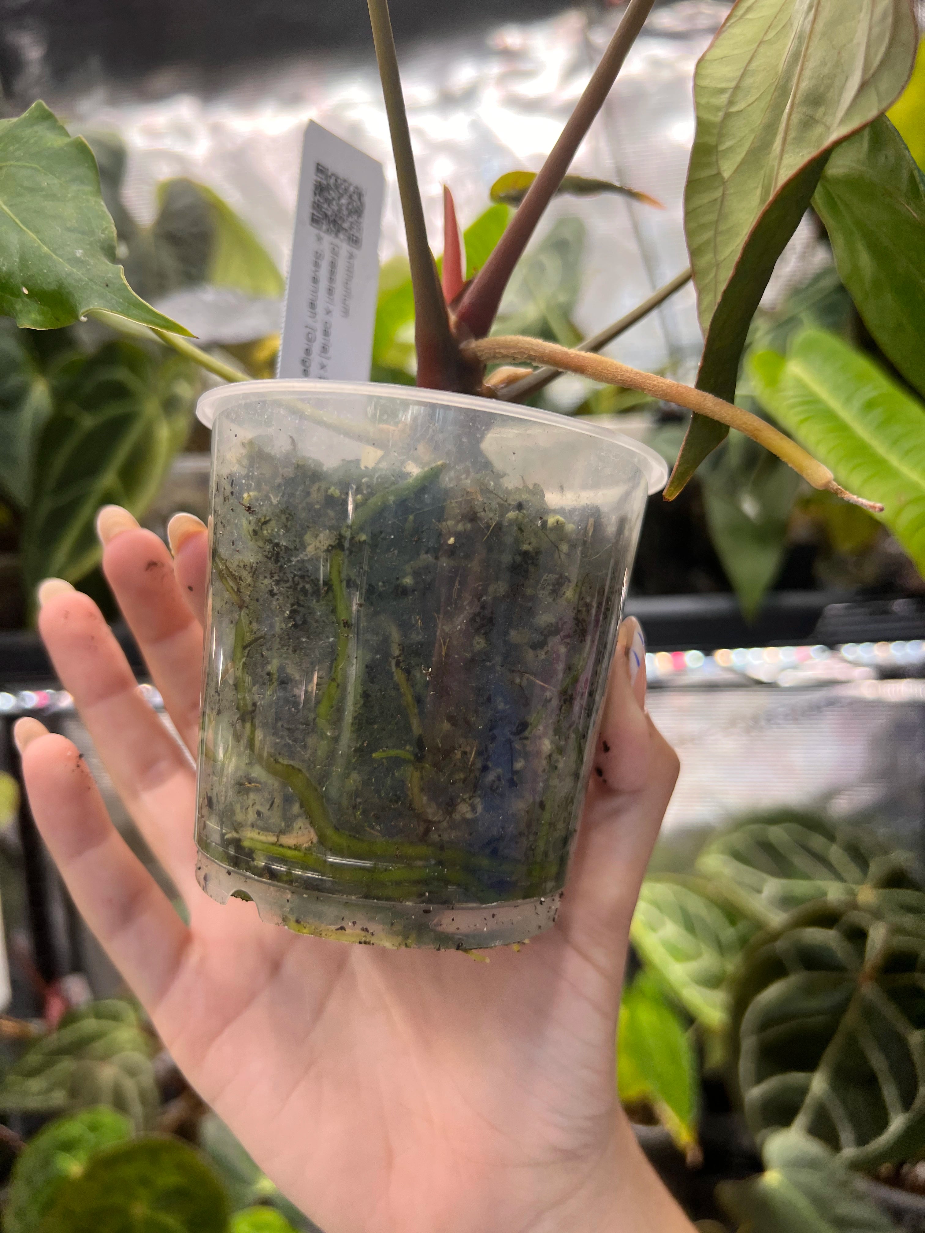 Anthurium (dresseri x carla) × BVEP x 'Savannah' (Greige x Doc Block F2)