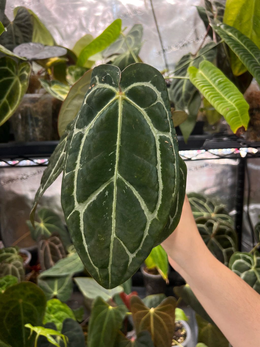 Anthurium carlablackiae (RA5 x RA10) x open