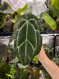 Anthurium carlablackiae (RA5 x RA10) x open
