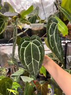 Anthurium carlablackiae (RA5 x RA10) x open
