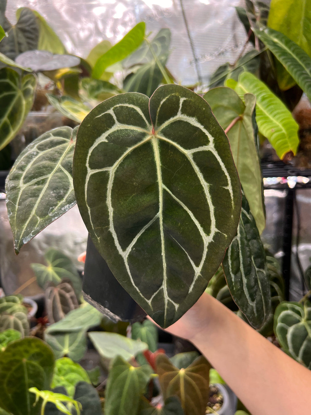Anthurium carlablackiae (RA5 x RA10) x open