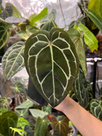 Anthurium carlablackiae (RA5 x RA10) x open