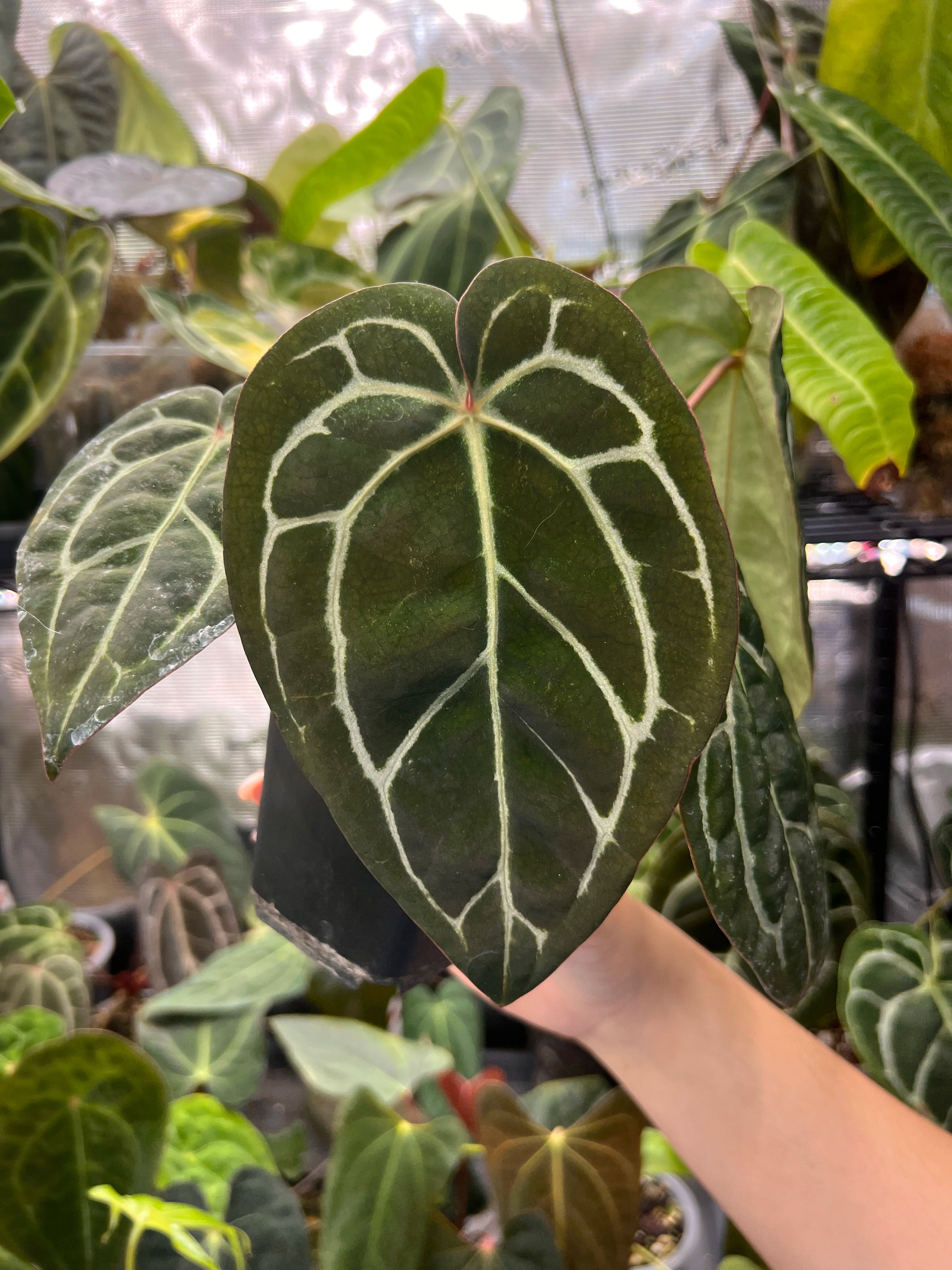 Anthurium carlablackiae (RA5 x RA10) x open