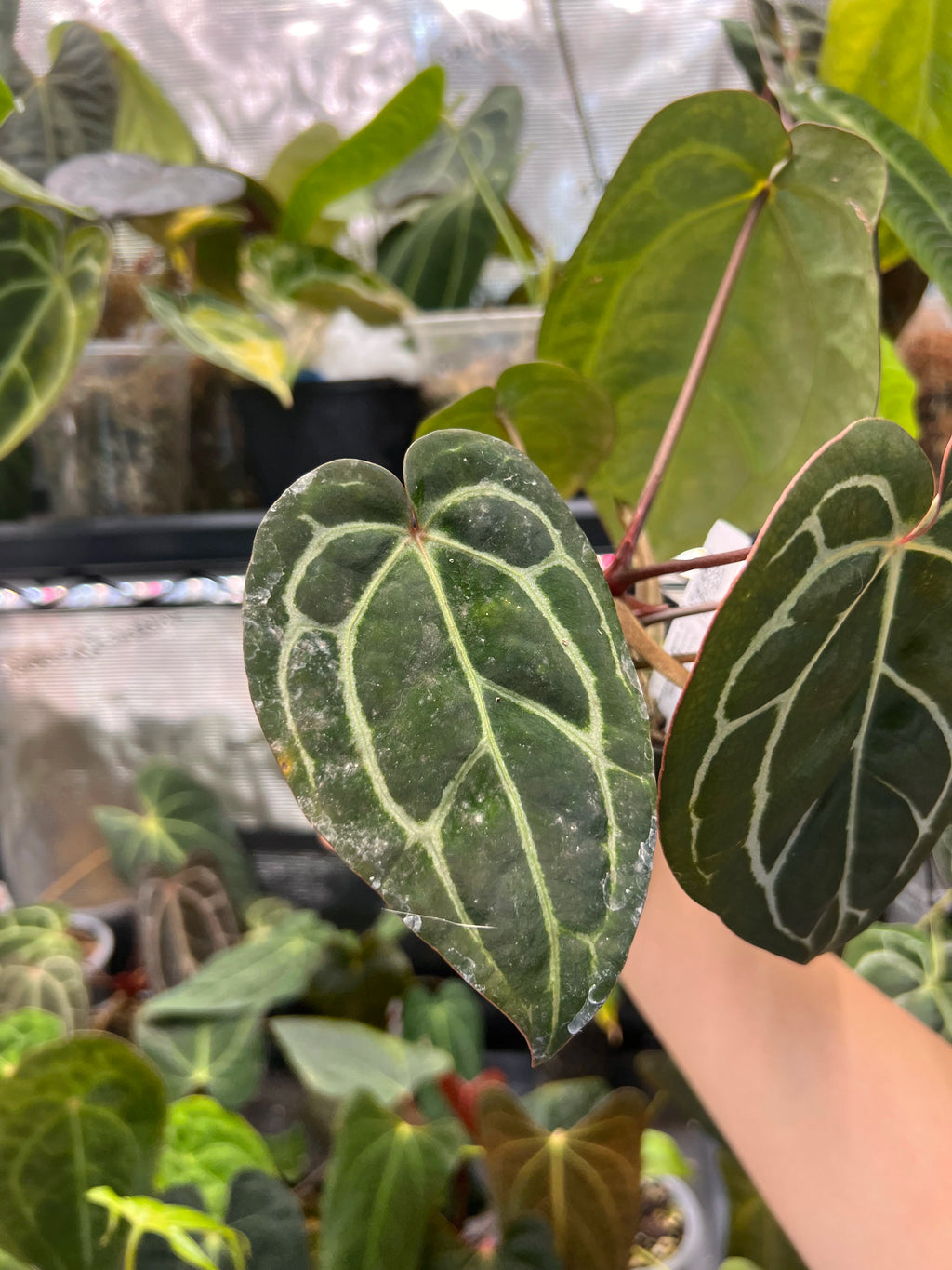Anthurium carlablackiae (RA5 x RA10) x open