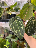Anthurium carlablackiae (RA5 x RA10) x open