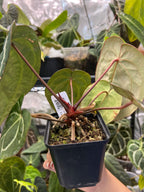 Anthurium carlablackiae (RA5 x RA10) x open