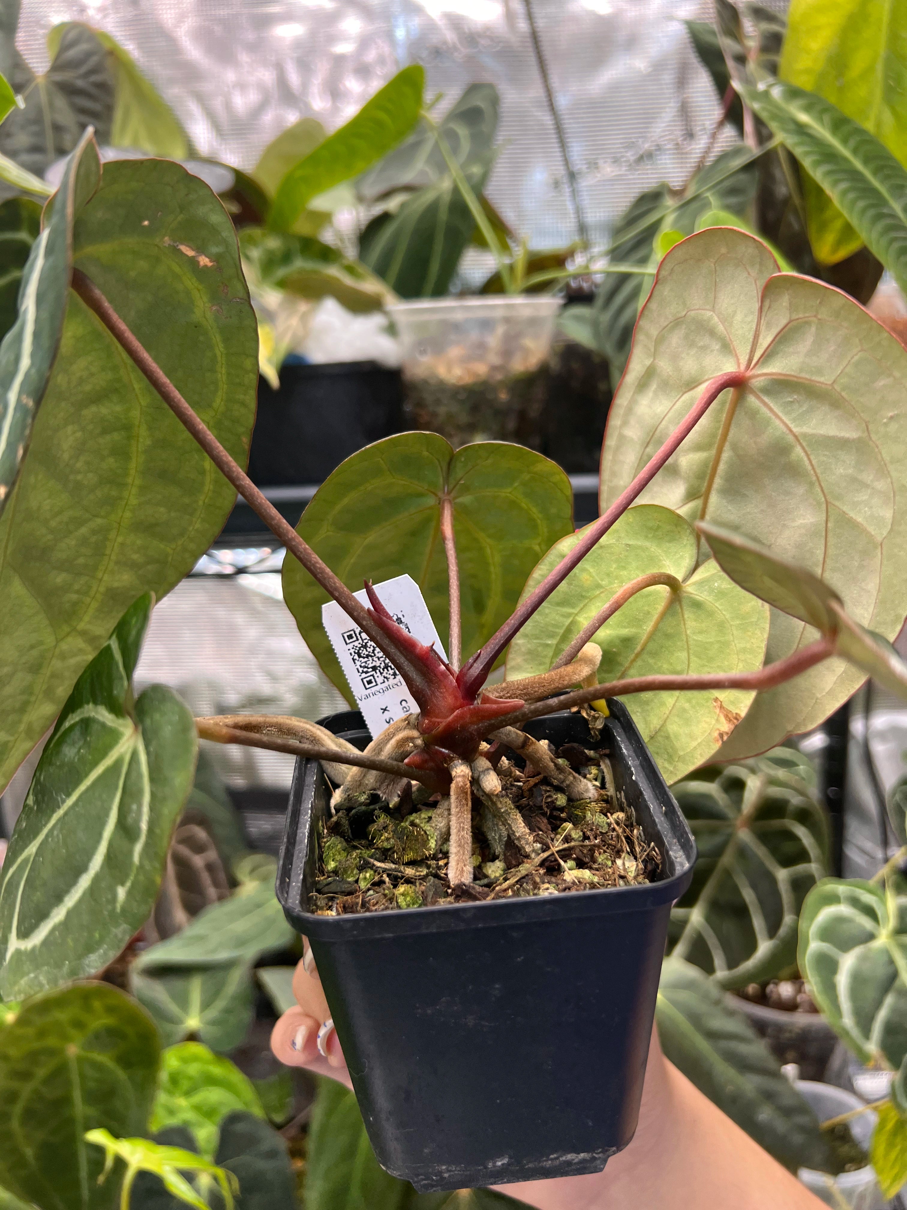 Anthurium carlablackiae (RA5 x RA10) x open